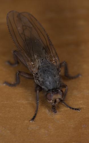 Réf. 283 417 : Gymnomus sp.